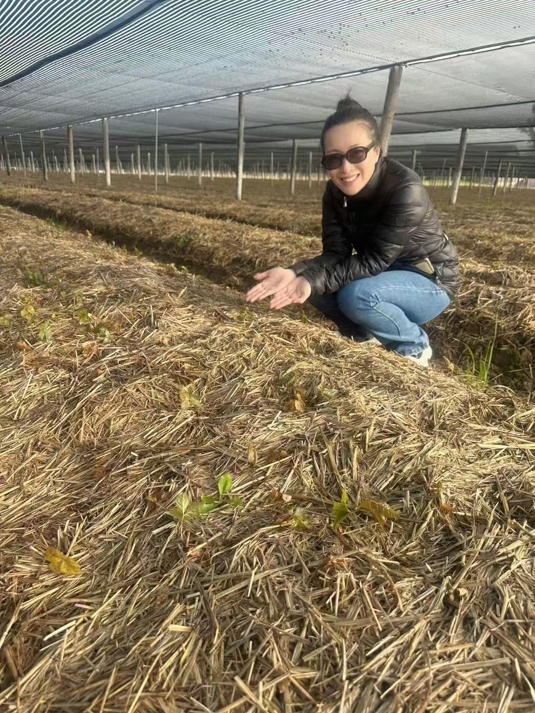 创始人在威斯康辛花旗参田实地观察